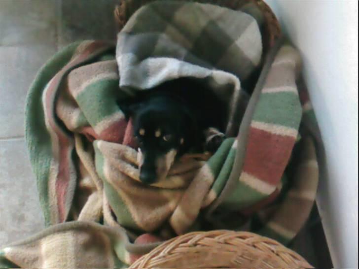 Gravhund Maxi (R.I.P) billede 6