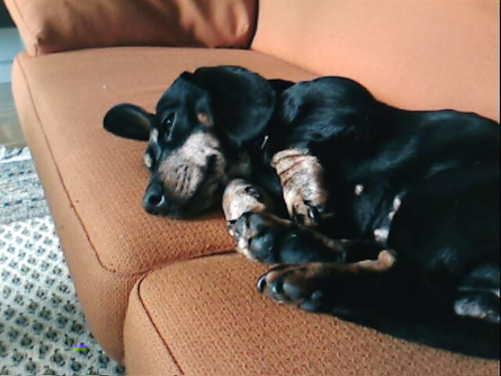 Gravhund Maxi (R.I.P) billede 7