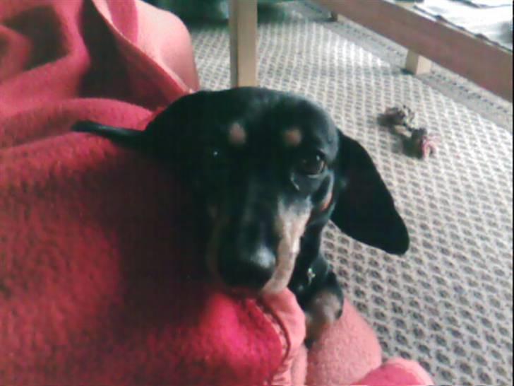 Gravhund Maxi (R.I.P) billede 8