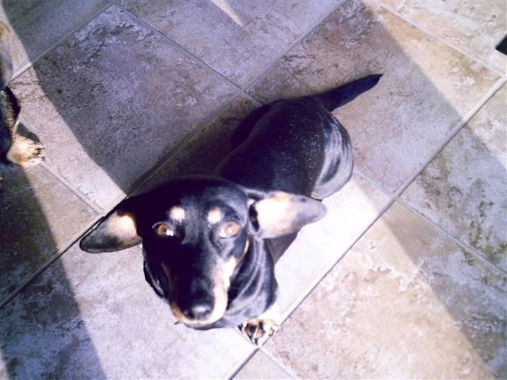 Gravhund Maxi (R.I.P) billede 9