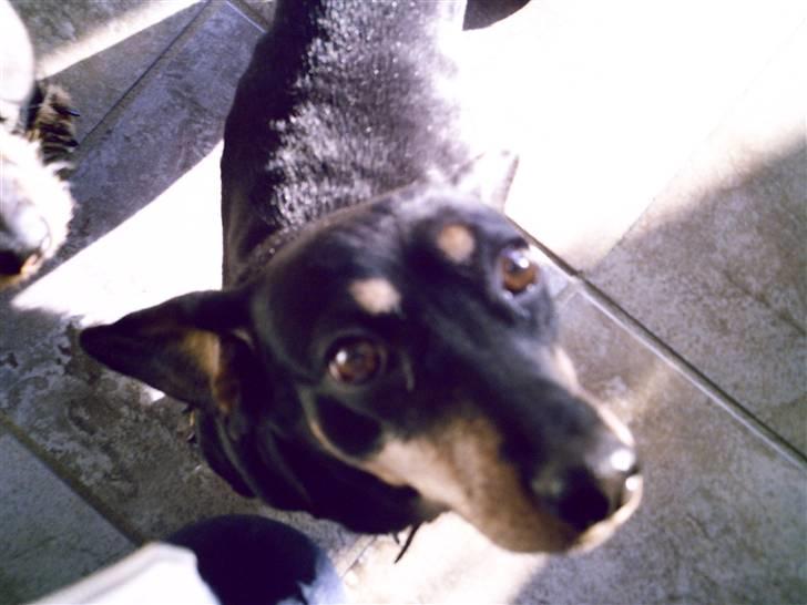 Gravhund Maxi (R.I.P) billede 10