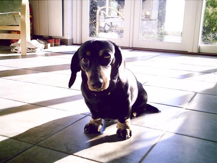 Gravhund Maxi (R.I.P) billede 11