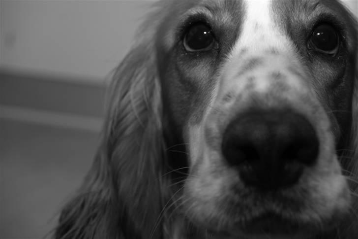 Cocker spaniel Freddy - Reklame hunden freddy billede 1