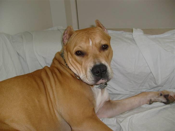 Amerikansk staffordshire terrier Puma billede 6