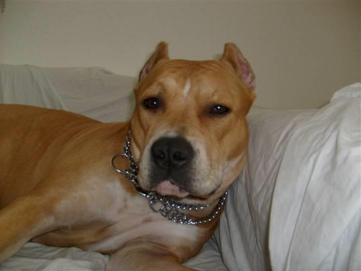 Amerikansk staffordshire terrier Puma billede 7