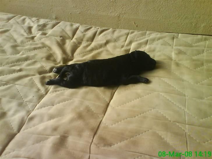 Dværgpuddel citta billede 8