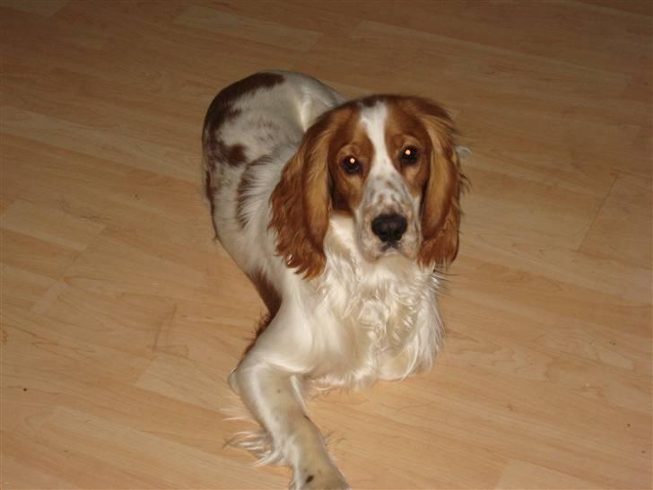 Cocker spaniel Freddy - Hey, hvad laver du?!?! billede 2