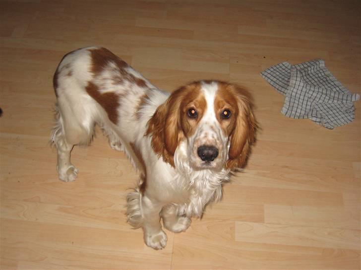 Cocker spaniel Freddy - Er det godbider du står med ?? billede 3