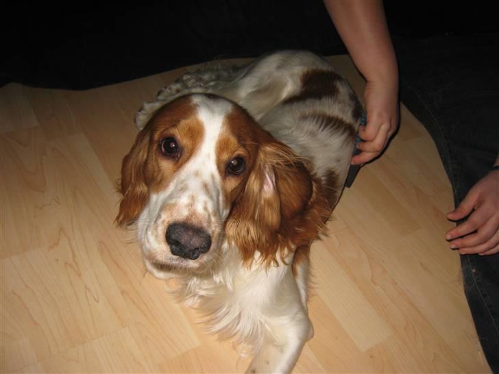 Cocker spaniel Freddy - Nej hvor er det go´at blive bødstet billede 4