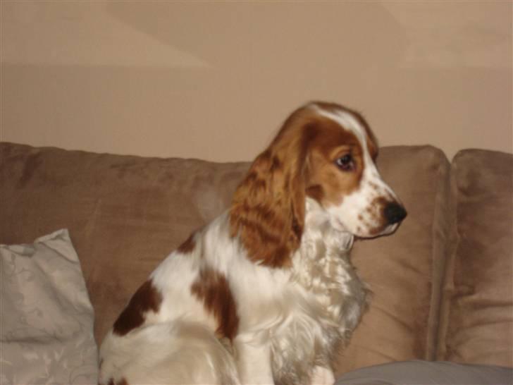 Cocker spaniel Freddy - Hov. Hygger i sofaen, men det må jeg vist ikke billede 5