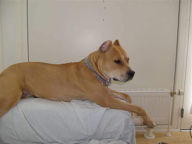 Amerikansk staffordshire terrier Puma billede 8