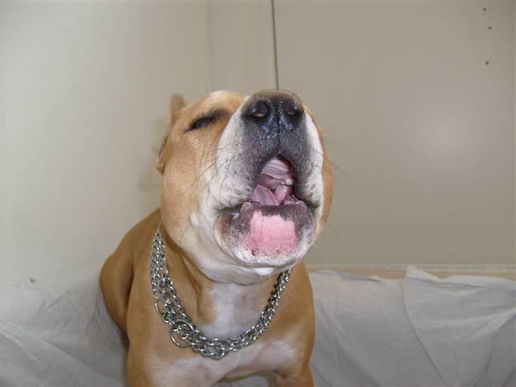 Amerikansk staffordshire terrier Puma billede 9