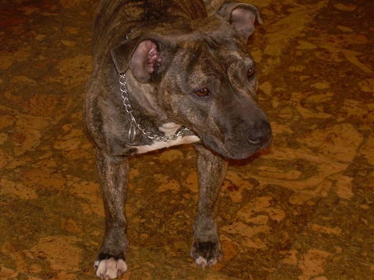 Amerikansk staffordshire terrier Lucy - Hej jeg hedder lucy.. billede 1