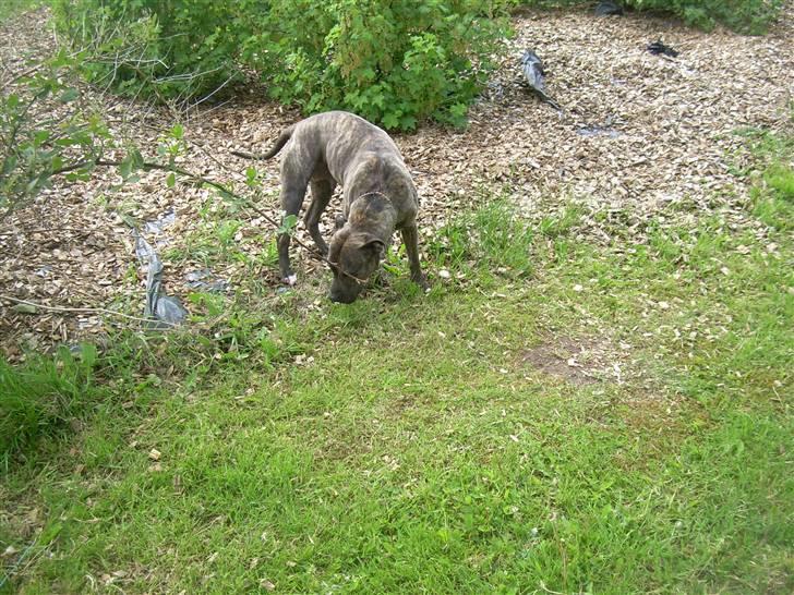 Amerikansk staffordshire terrier Lucy billede 2