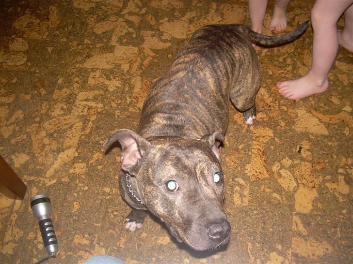 Amerikansk staffordshire terrier Lucy billede 3