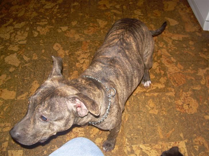 Amerikansk staffordshire terrier Lucy billede 4