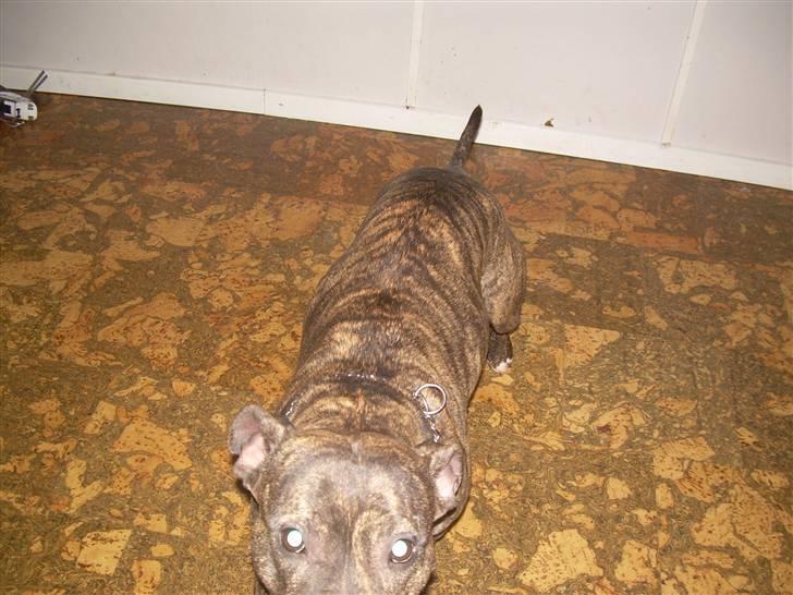 Amerikansk staffordshire terrier Lucy billede 5