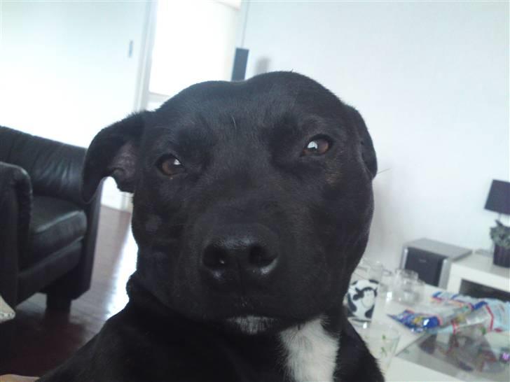 Staffordshire bull terrier Quila billede 1