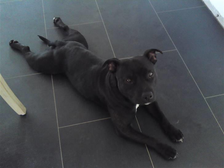 Staffordshire bull terrier Quila billede 2