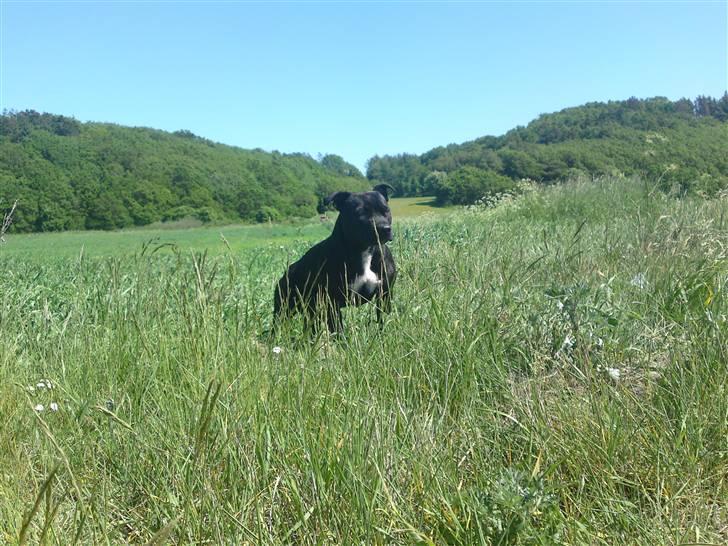 Staffordshire bull terrier Quila billede 3