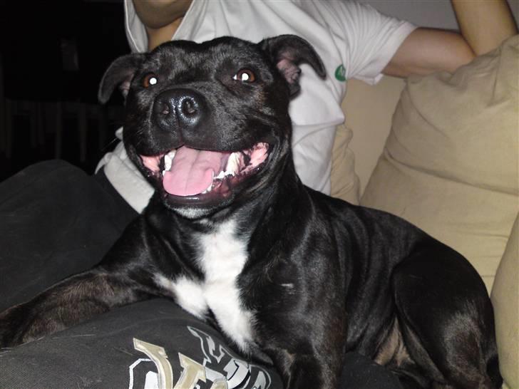 Staffordshire bull terrier Quila billede 4