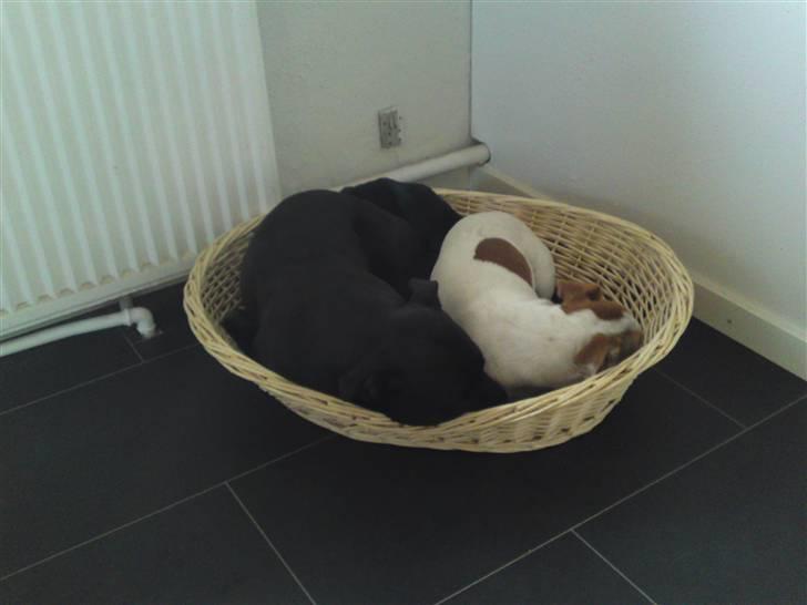 Staffordshire bull terrier Quila billede 5