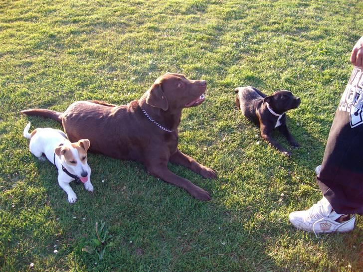 Staffordshire bull terrier Quila - Cult, Bonzo & Quila billede 6