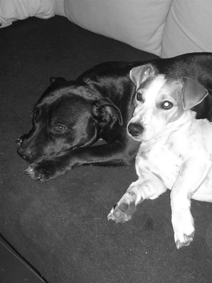 Staffordshire bull terrier Quila billede 7