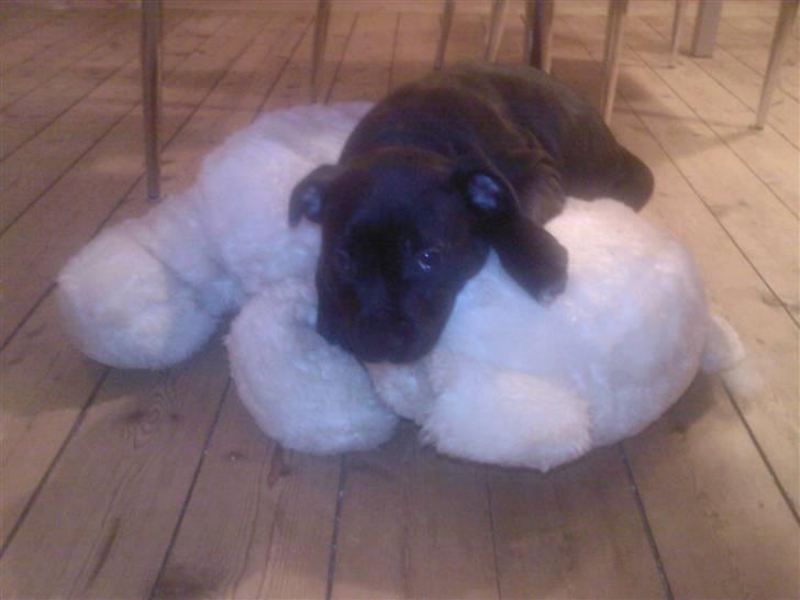 Staffordshire bull terrier Quila - Jeg ligger altså lige og putter billede 8