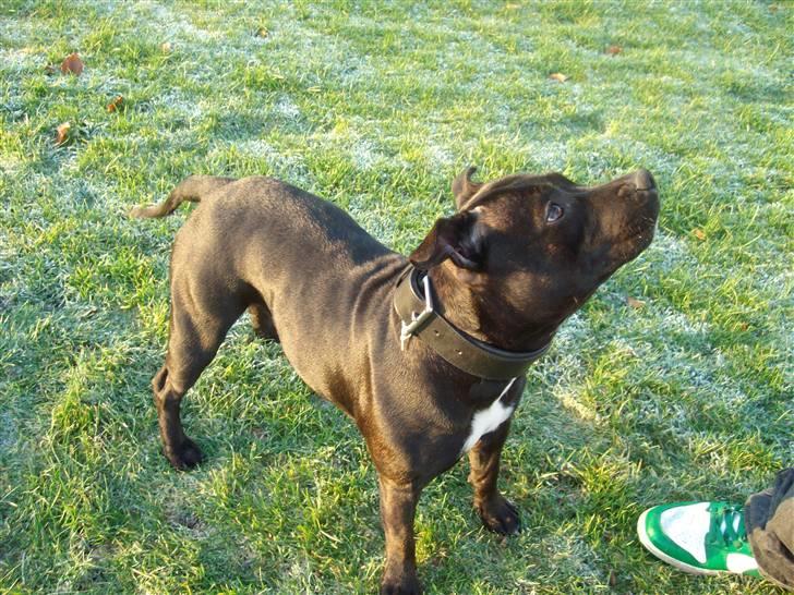 Staffordshire bull terrier Quila billede 9