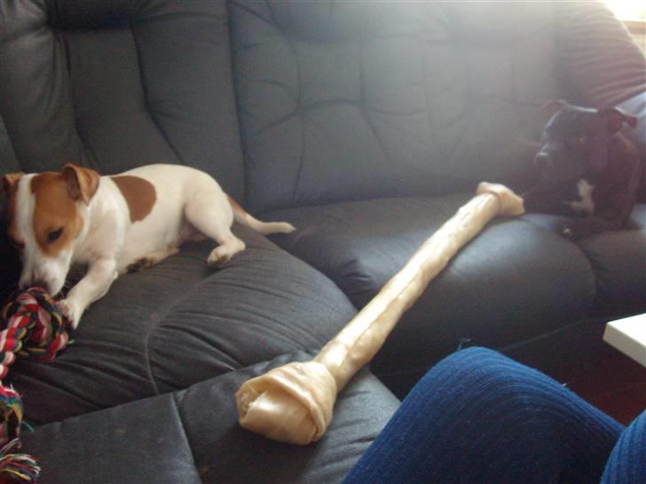 Staffordshire bull terrier Quila - Julegaver.. WUHUUU billede 10