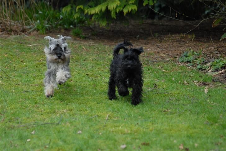 Dvaergschnauzer Muffe - Kom så Muffe, lad os løbe om kap billede 12