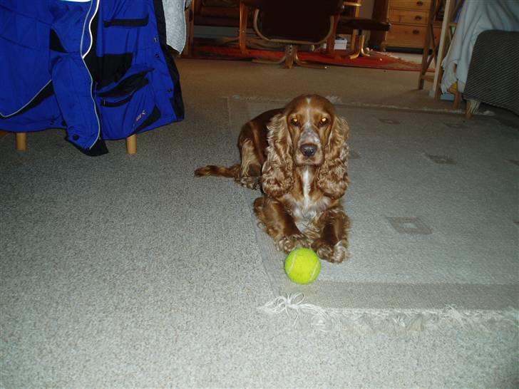 Cocker spaniel Sisse  - Jeg elsker min boldt billede 11