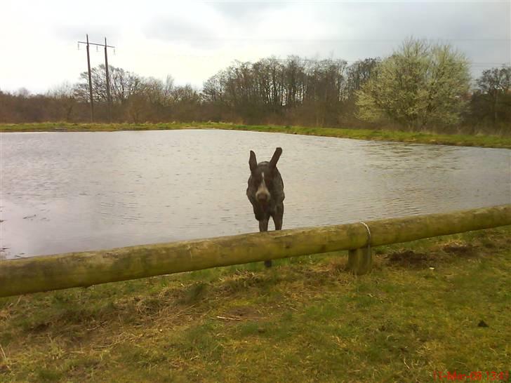 Ruhåret hønsehund tikka billede 15