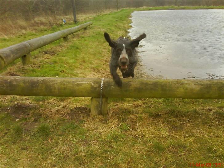 Ruhåret hønsehund tikka billede 16