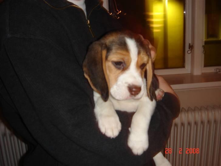 Beagle Kosmo - Her er jeg næsten lige kommet hjem - det hele er lidt nyt... billede 1
