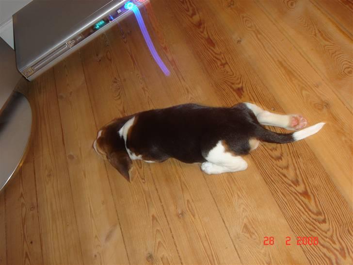 Beagle Kosmo - Jeg ligger nogle gange lidt sjovt når jeg sover billede 2