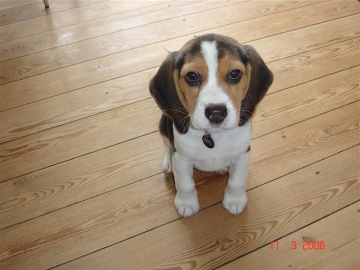 Beagle Kosmo - Hej hej... billede 3