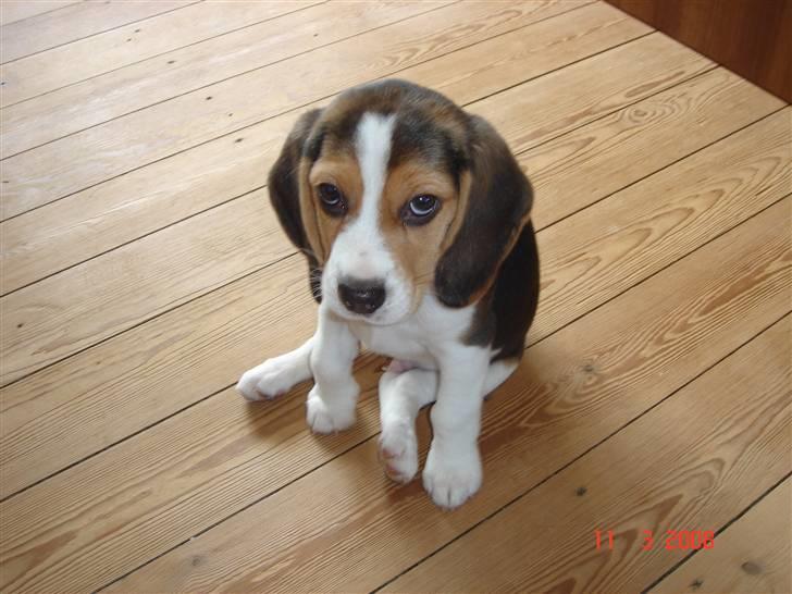 Beagle Kosmo billede 4