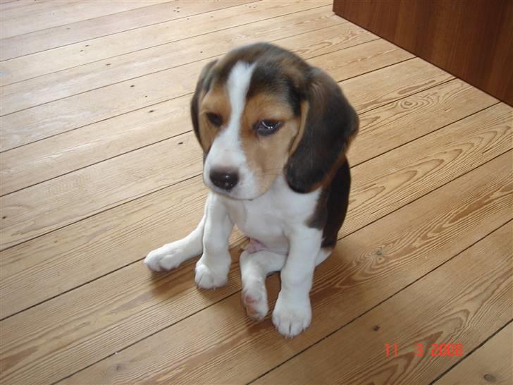 Beagle Kosmo billede 5