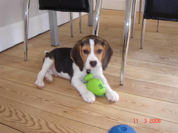 Beagle Kosmo - Her er mit pivedyr, som (mest om natten) driver mor og far til vanvid :-) billede 6