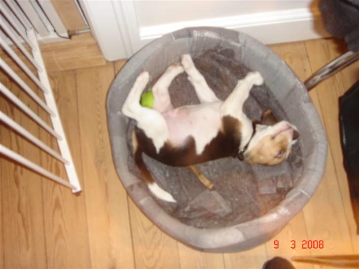 Beagle Kosmo - Jeg ligger også nogle gange mærkeligt i min kurv... billede 7