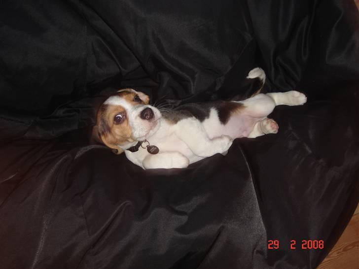 Beagle Kosmo - Jeg elsker at ligge i sækkestolen... billede 8