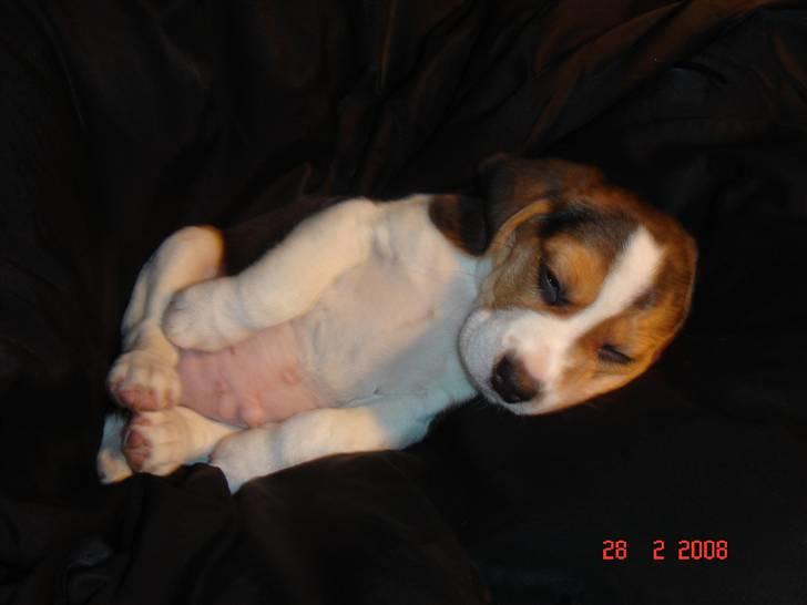 Beagle Kosmo billede 9