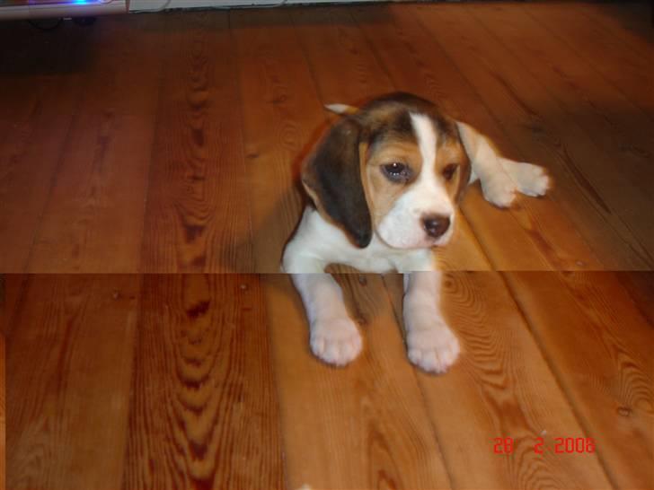 Beagle Kosmo billede 10