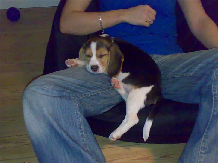 Beagle Kosmo billede 11