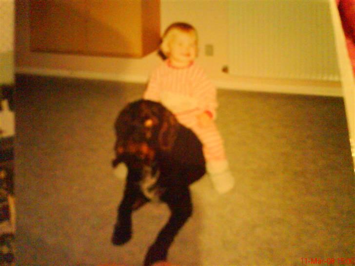 Ruhåret hønsehund mikki *DØD* - mig da jeg var lille og mikki hun var min lille hest billede 1