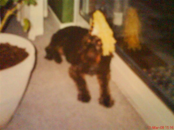 Ruhåret hønsehund mikki *DØD* - igen til nytårsaften billede 2