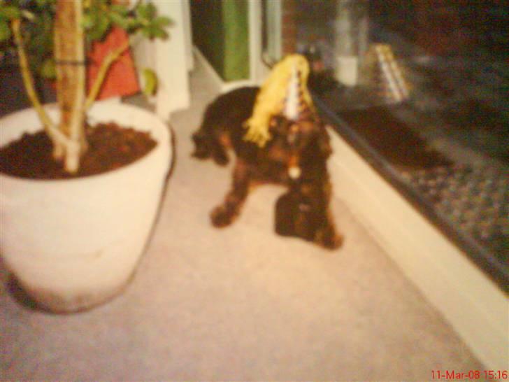 Ruhåret hønsehund mikki *DØD* - mikki til nytårsaften billede 3