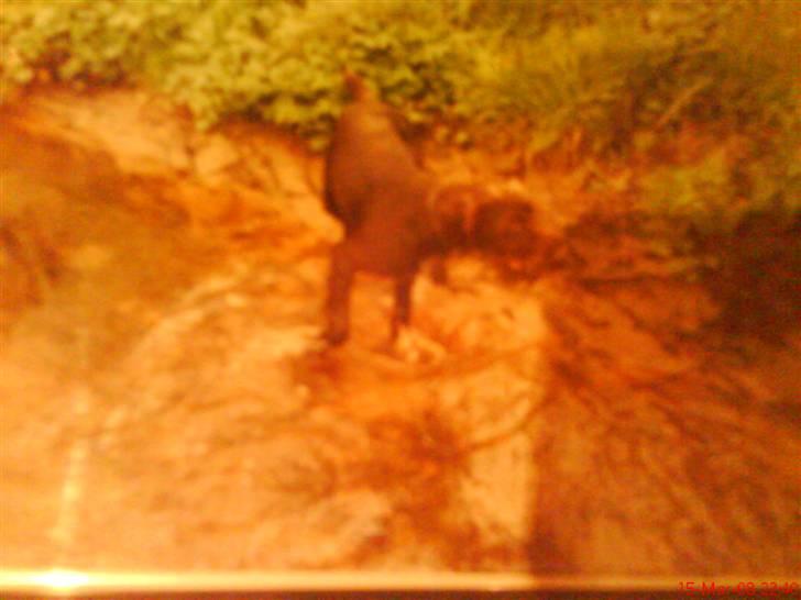 Ruhåret hønsehund mikki *DØD* - ude og bade billede 4